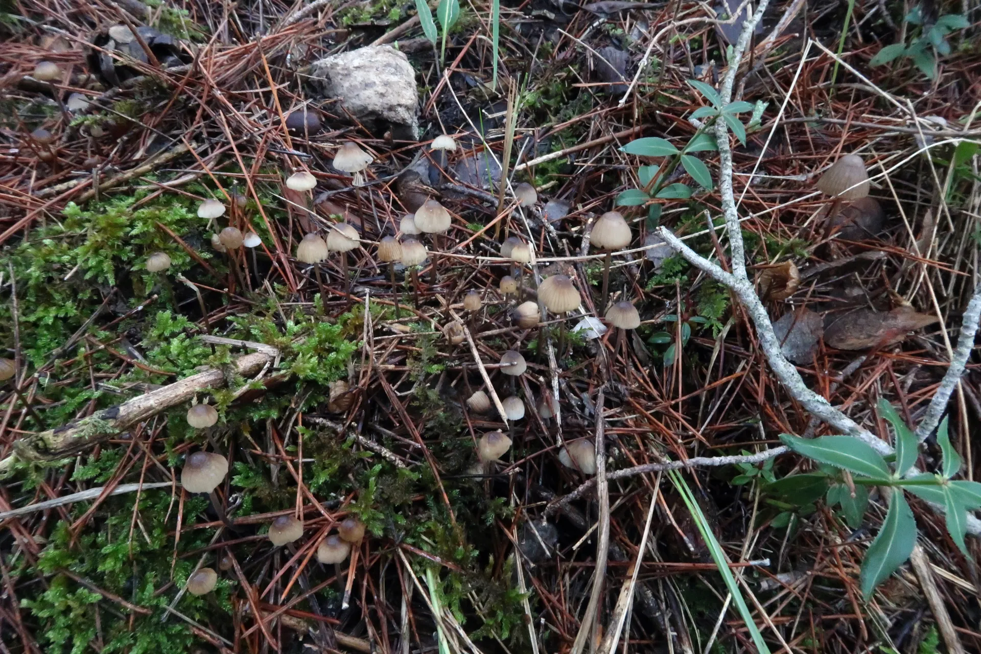 Mycena galopus - 1 - IMG_2364